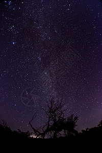 夜空下奔跑剪影星空下的老树背景