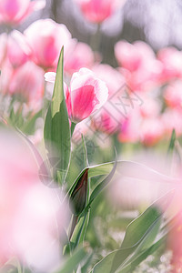 春天阳光下的郁金香背景图片
