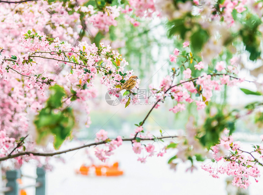 春天的樱花风景图片