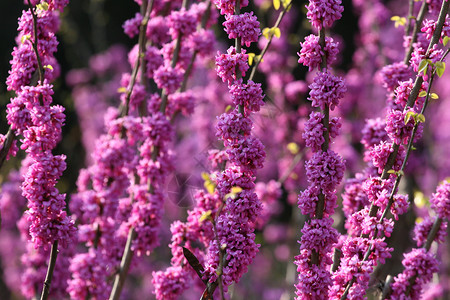 春天里绽放的紫荆花背景图片