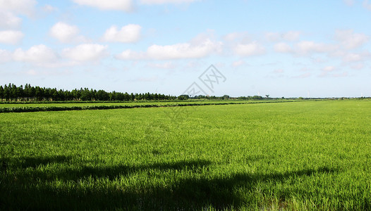 一株绿叶水稻乡村的稻稞田背景