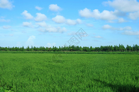 一株绿叶水稻乡村的稻稞田背景