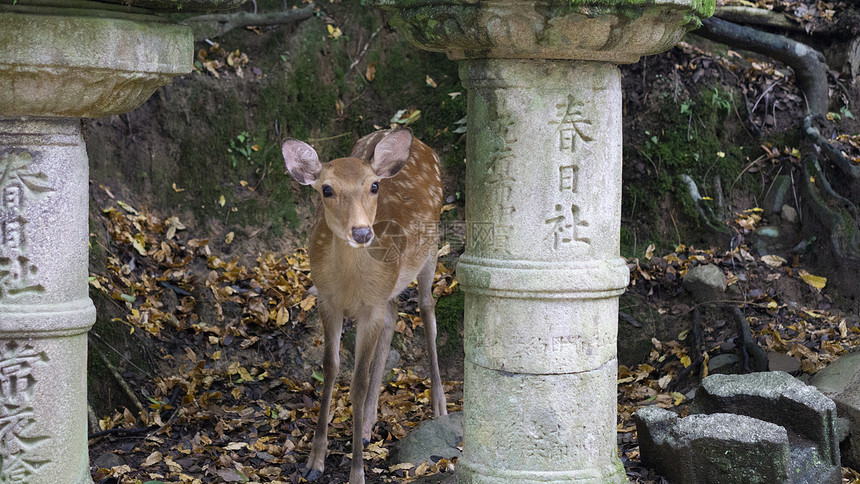 春日大社奈良小鹿日本旅游图片