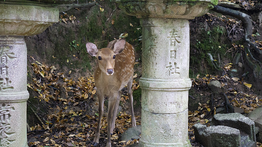 春日大社奈良小鹿日本旅游背景图片