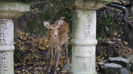 小鹿与鸟春日大社奈良小鹿日本旅游背景