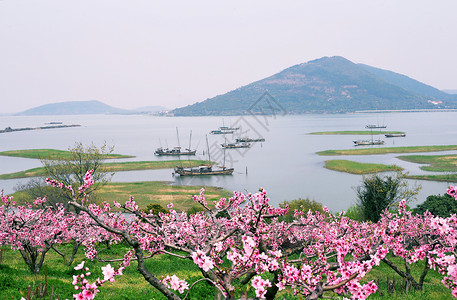 桃花朵朵迎春风太湖边的桃林背景