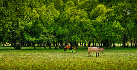 春色草原牧马高清图片