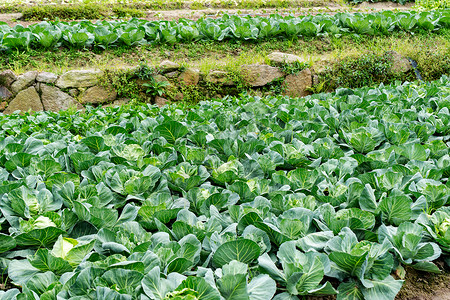 田地里的蔬菜高清图片