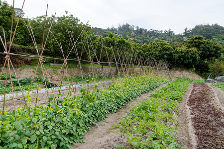 田地里的蔬菜高清图片