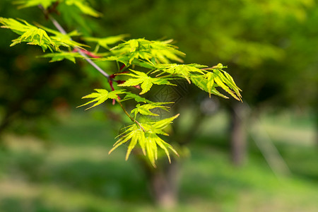 枫叶芽初春的枫叶背景