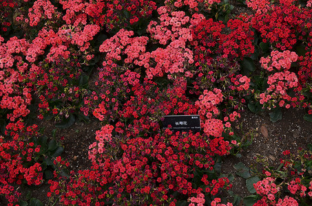 暗红色长寿花上海辰山植物园热带植物长寿花背景