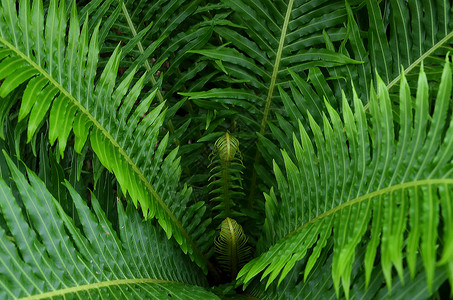 热带植物叶上海辰山植物园热带植物乌毛蕨背景