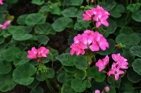 上海辰山植物园热带植物天竺葵背景图片