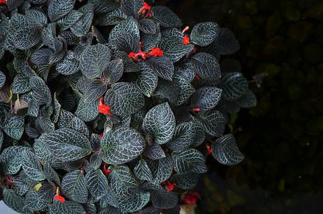 上海辰山植物园热带植物喜阴花图片