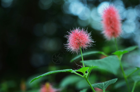 上海辰山植物园热带植物红穗铁苋菜背景