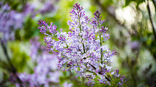 紫色丁香花束丁香花背景