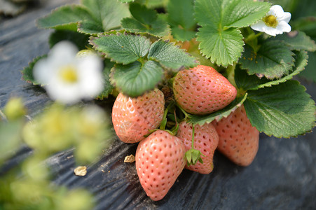 农场新鲜白色草莓高清图片