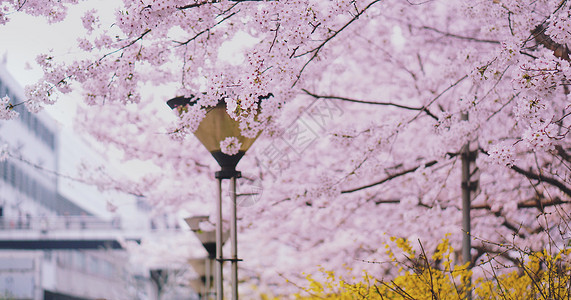 虹口区烂漫樱花街景背景