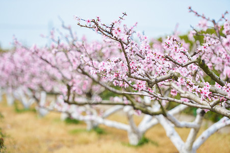 粉色的桃子农场桃花背景