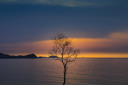 乌云大海海边的树背景