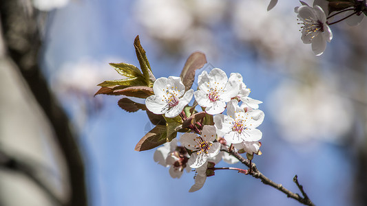 蓝色花朵花枝紫叶李花背景