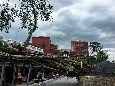 台风刮倒百年大树背景