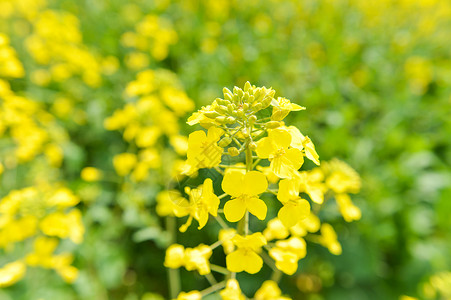 油菜花黄色油菜田高清图片