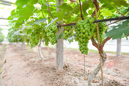 水果庄园法国波尔多葡萄背景