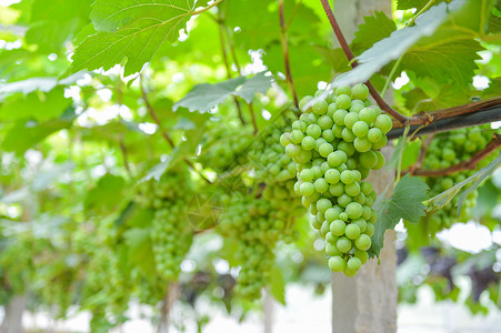夏季种植法国波尔多葡萄背景