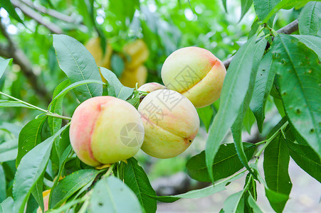 水果水蜜桃种植蜜桃高清图片