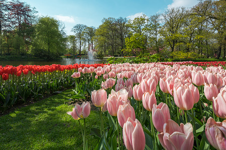 郁金香花园荷兰制造高清图片