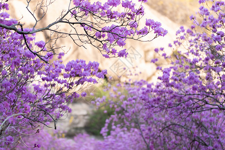 春季自然风光青岛大珠山杜鹃花背景图片