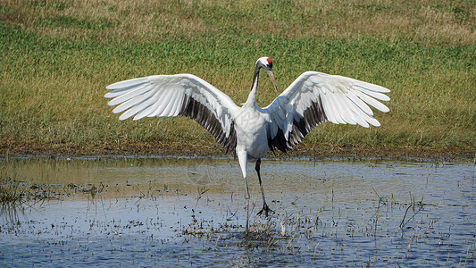 一只飞鸟齐齐哈尔扎龙湿地景区丹顶鹤特写背景
