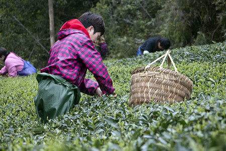 茶树林春茶采摘中背景