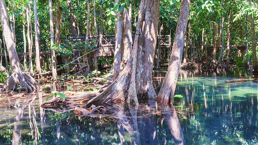 泰国甲米红树林图片