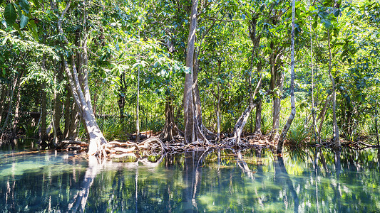 生态绿化泰国甲米红树林背景