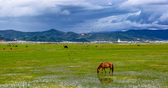 香格里拉纳帕海湿地夏季美景背景图片
