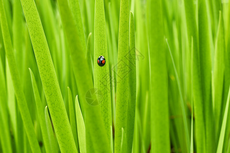 春天瓢虫绿色禾苗样式高清图片