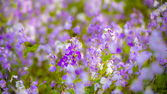 诸葛菜花背景图片