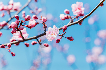 春天的樱花与蓝天背景图片