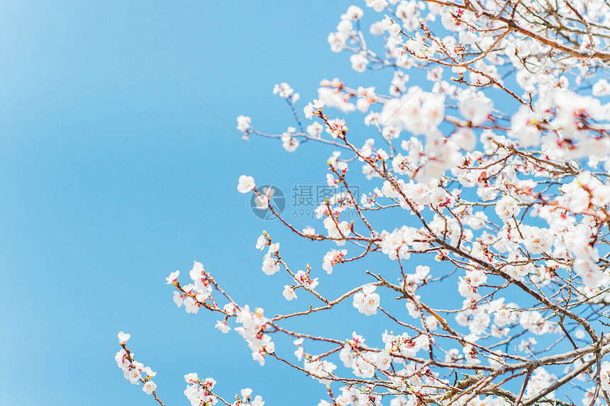 春天的白梅花盛开图片