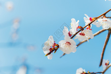 春天的白梅花背景图片