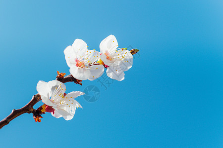 天空中的梅花春天的白梅花背景