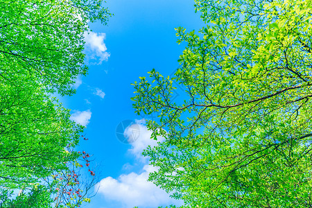 蓝色树叶夏至清新绿叶背景背景