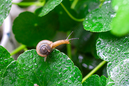 下雨天蜗牛蜗牛举树叶高清图片