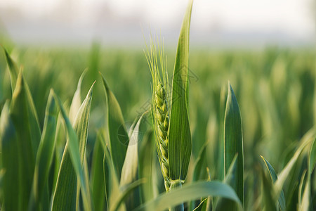 异业三四月份绿色小麦苗背景