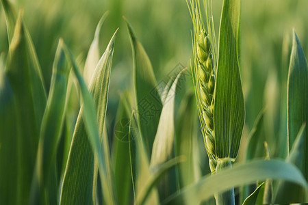 春天希望三四月份绿色小麦苗背景