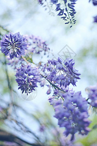 园林里的紫藤花开背景图片