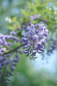 园林里的紫藤花开高清图片