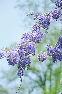 清新的紫藤花园林里的紫藤花开背景